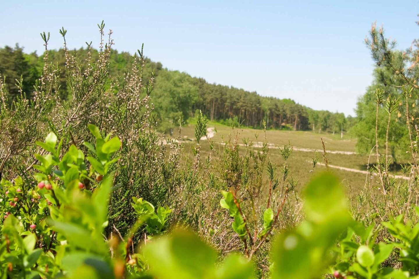 Ausblick auf die Heidelandschaft der Fischbeker Heide.