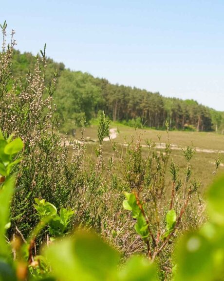Ausblick auf die Heidelandschaft der Fischbeker Heide.