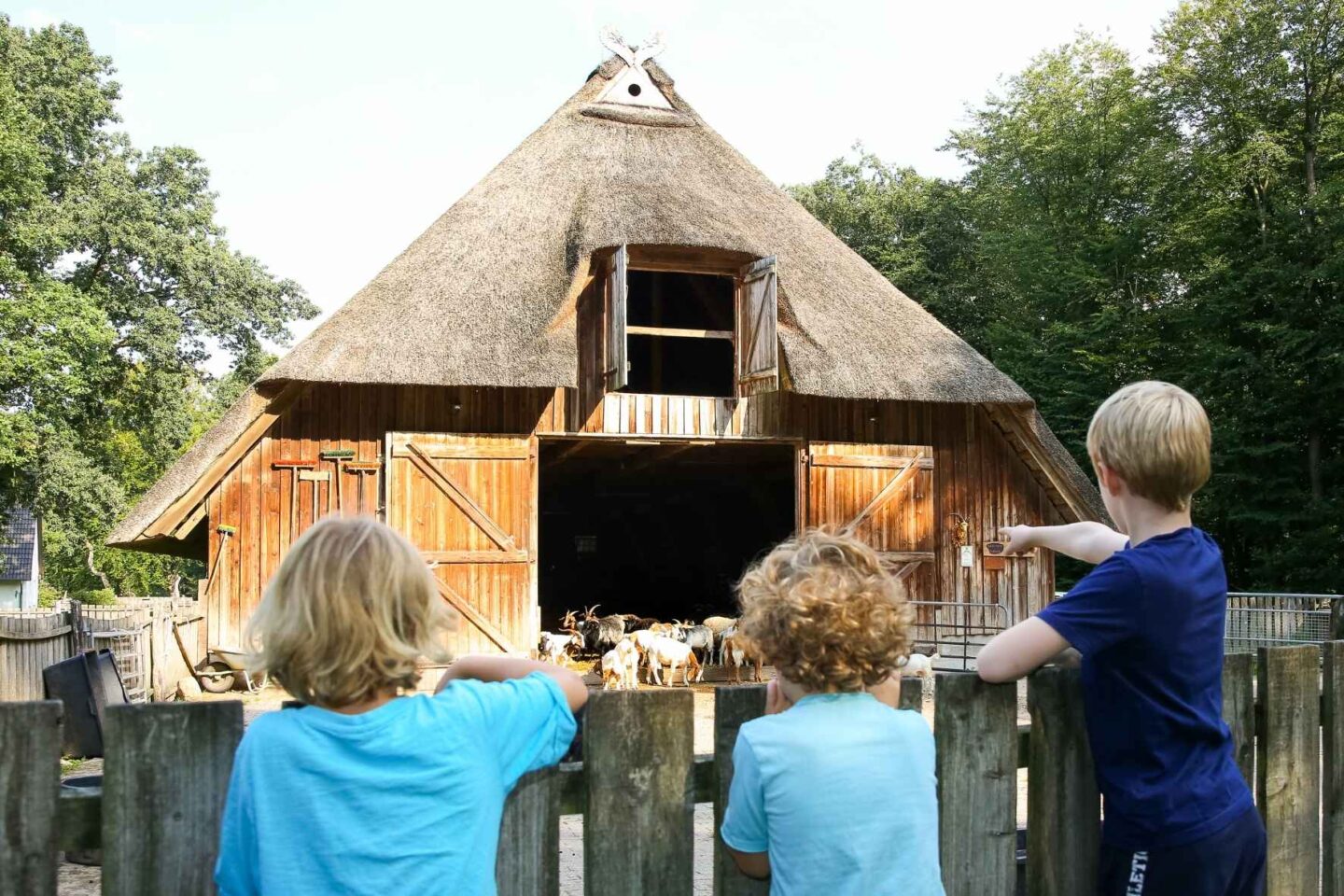 drei Kinder sind von hinten zu sehen wie sie auf einen großen Ziegenstall schauen.